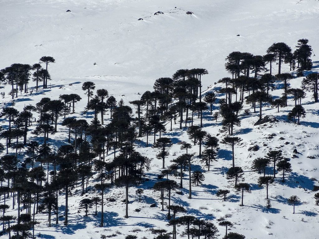 Wiki Loves Earth Chile 2026: Concurso fotográfico invita a documentar paisajes invernales en Wikipedia