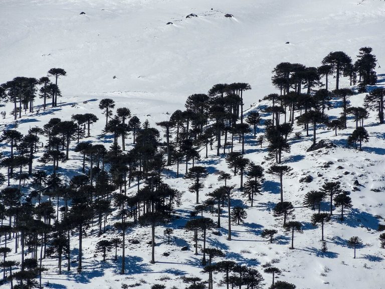 Wiki Loves Earth Chile 2026: Concurso fotográfico invita a documentar paisajes invernales en Wikipedia